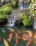 A colored japanese Carps swimming at pool