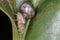 Colored jumping spider and snail macro photo