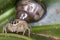 Colored jumping spider and snail macro photo