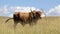 Colored landscape photo of a Afrikaner bull in the Drakensberg-mountain-area.