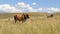 Colored landscape photo of a Afrikaner bull the Drakensberg-mounten-area.