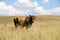 Colored landscape photo of a Afrikaner bull with long horns  in the Drakensberg-mountain-area.