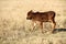 Colored landscape photo of an Afrikaner calf in  winter grass field.