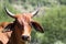 Colored landscape photo of a Afrikaner cow in the Dome-area, Potchefstroom. Northwest