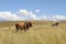 Colored landscape photo of a Afrikaner cow in the Drakensberg-mountain-area.