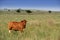 Colored landscape photo of a Afrikaner cow gracing in a green field. South Africa.