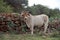 Colored landscape photo of Brahman bull Ventersdorp-area, Northwest, South Africa. ca