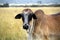 Colored landscape photo of Brahman bull Ventersdorp-area, Northwest, South Africa. ca