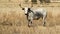 Colored landscape photo of a Nguni cow with long horns. .