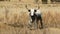 Colored landscape photo of a Nguni cow with long horns. .