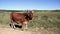 Colored landscape photo of a Tuli bull strolling along a dirt road near QwaQwa, Eastern Free State, SouthAfrica.