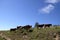 Colored landscape photo of Tuli cattle in the Drakensberg-mountain area.