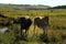 Colored landscape photo of young Tuli bulls with long horns and some other cattle near QwaQwa, Eastern Free State, SouthAfrica.