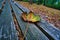 Colored leaf in autumn on a bench. Autumn leaves in the park. Trees in the background