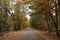 Colored leaves by autumn on trees along a road in Nunspeet on the Veluwe in the Netherlands.