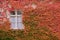 Colored leaves of the wild vine on house wall