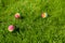 Colored little balls for cats, dogs on green grass