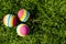 Colored little balls for cats, dogs on green grass