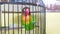 colored love birds, brown, yellow, green and orange are in a cage,

?