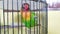 colored love birds, brown, yellow, green and orange are in a cage,

?