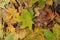 Colored maple leaves. Frosty Yellow autumn leaves. Natural environment background.