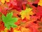 Colored maple leaves with one green leaf