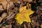 Colored maple leaves. Yellow autumn leaves. Natural environment background.