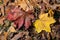 Colored maple leaves. Yellow autumn leaves. Natural environment background.