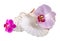 Colored, mauve, purple, yellow, pink, orchid flowers and sea shells, isolated, cutout, Orhideea Phalaenopsis