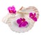 Colored, mauve, purple, yellow, pink, orchid flowers and sea shells, isolated, cutout, Orhideea Phalaenopsis