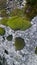 Colored mosses lichen on stone in the Ardeche