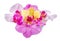 Colored orchid flowers, mauve, yellow, pink, purple, Orhideea Phalaenopsis