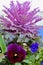 Colored ornamental cabbages in landscape design