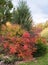 Colored ornamental plants in the autumn garden