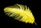 Colored ostrich feather isolated on black background