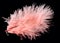 Colored ostrich feather isolated on black background