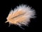 Colored ostrich feather isolated on black background