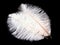 Colored ostrich feather isolated on black background