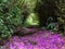 Colored path in the dense forest in the mountains of Reunion Island