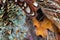 Colored pheasant feathers with a visible texture. background