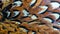 Colored pheasant feathers with a visible texture. background