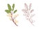 Colored pistachio tree branch and unpainted outlined sketch of pistache plant with leaves. Contoured botanical elements