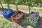 Colored plastic boxes filled with bunches of black grapes, ready to be taken to the winery during the harvest