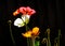 Colored Poppies in Silhouette