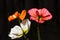 Colored Poppies in Silhouette