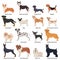 Colored Purebred Dogs Icon Set