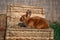 Colored rabbit with a color like a squirrel sitting on a wicker basket on a sunny day before Easter