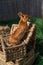 Colored rabbit with a color like a squirrel stays on a wicker basket on a sunny day before Easter