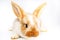 Colored rabbit with a nice muzzle on a white background