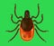 Colored realistic vector illustration of encephalitis tick on a green background.